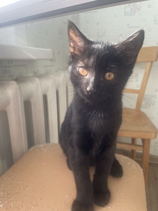 Животные . Котята .