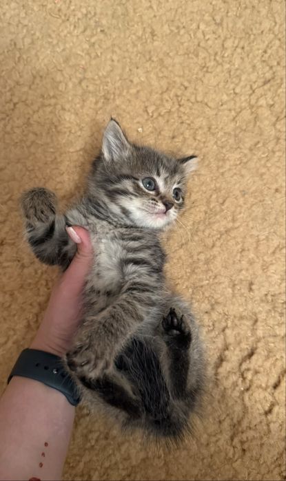 Котенки в добрые любящие руки
