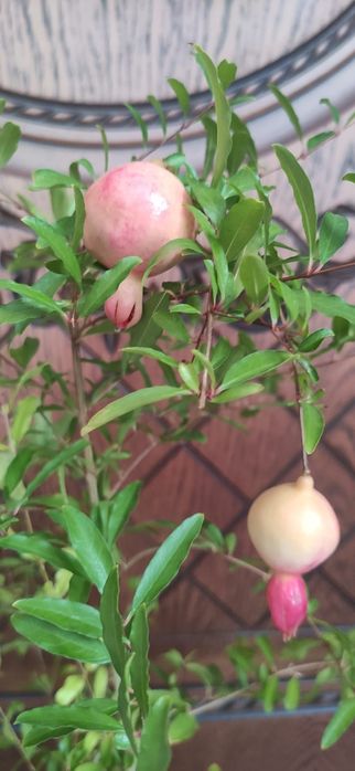 Гранатовое дерево . Домашний гранат