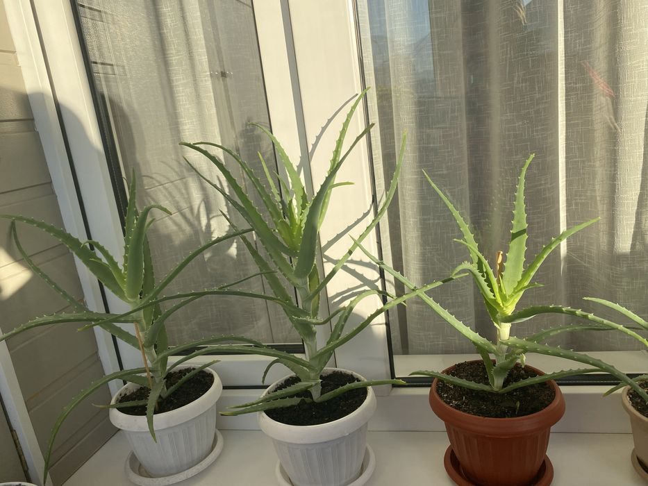 Алоэ лечебное  столетник