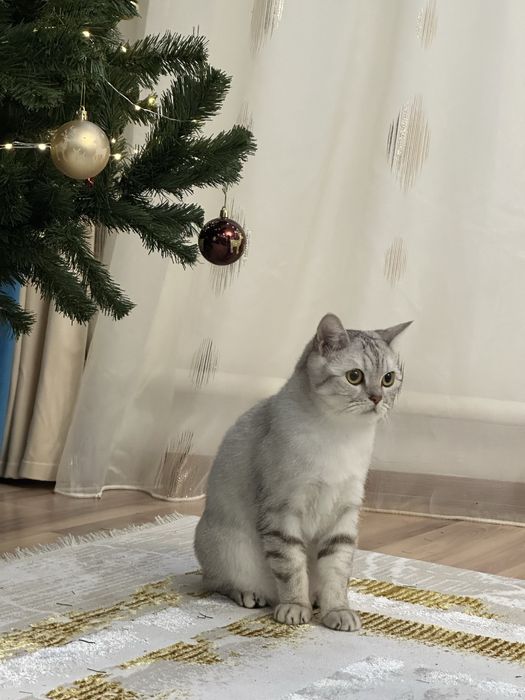 Шотландский кот скоттиш страйт