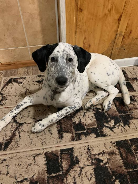 Продается щенок долматинец