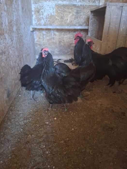 Familie australorp