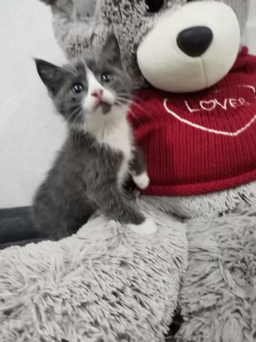 отдам котят в добрые руки