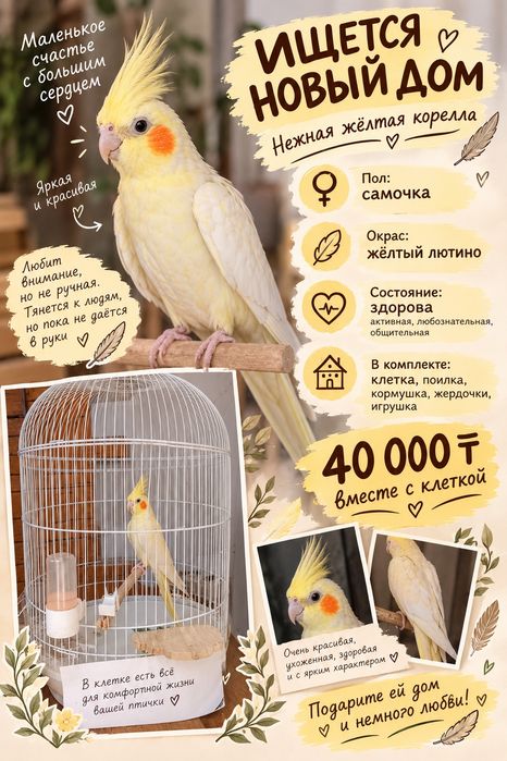 Корелла самка лютино