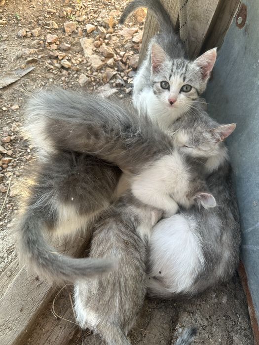 Отдаю котят БЕСПЛАТНО в добрые руки!