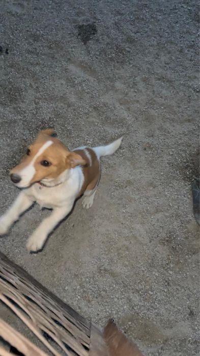 Щенок Джек Рассел террер