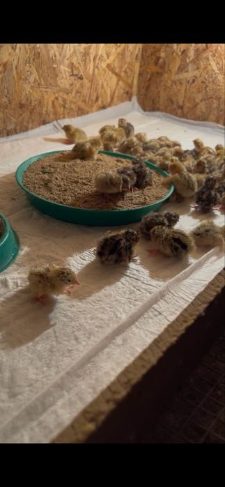 цыплята перепелов