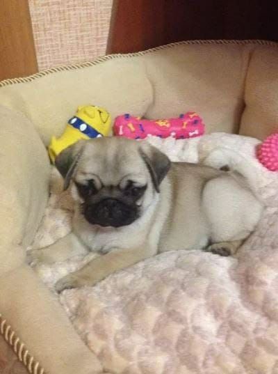 Продам щенков мопса, рассрочка каспи 0 0 12