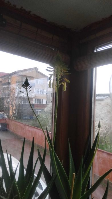 Vând Plante mature de Aloe Vera în ghiveci