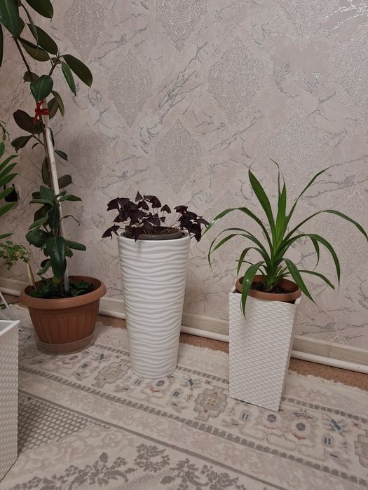 Цветы от 5000 тенге