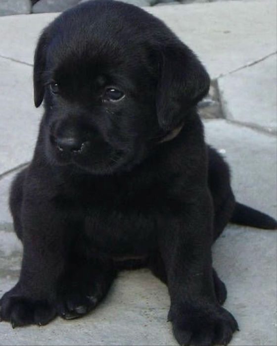 Labrador retriever fetita superba