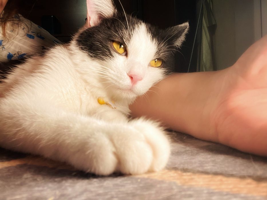 Очень тактильный котик в добрые руки