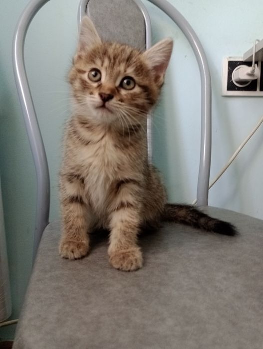 Котята девочка продам.