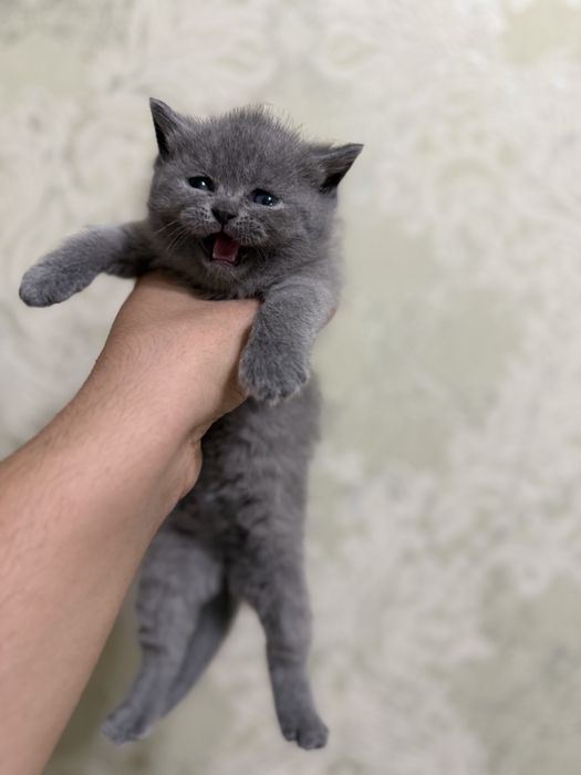 Tozza zotlik mushukchalar