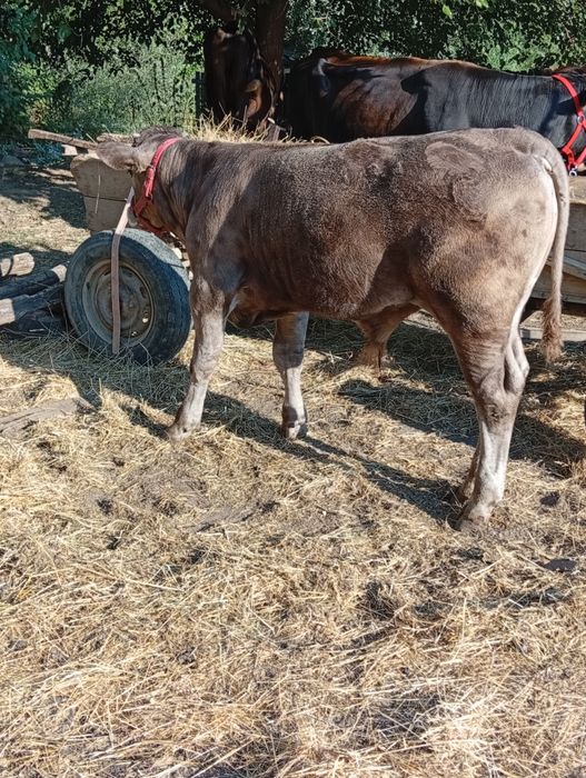 De vânzare 3 vaci și 3 vițeii