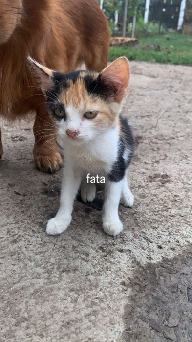 Pisoiași pentru adopție