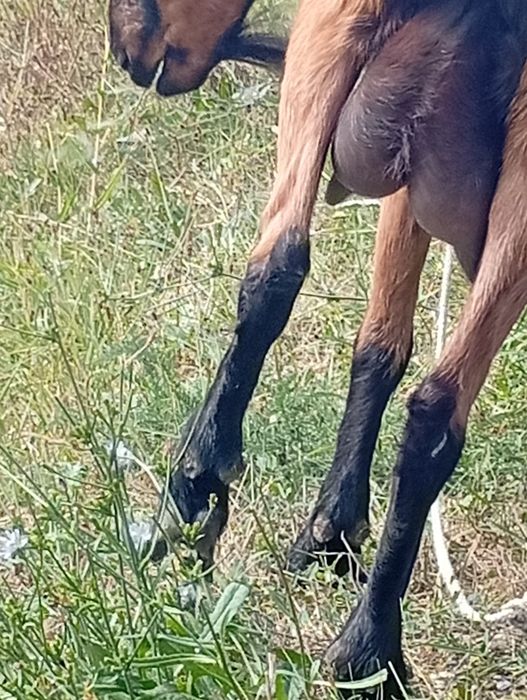 Vând capra alpina de lapte la prima fătare