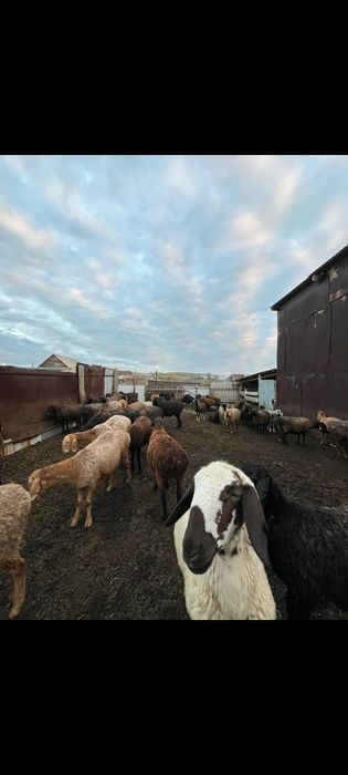 Бараны токтылар койлар