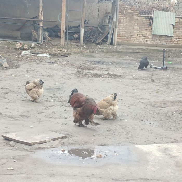 Ломан Браун. 15 бастай қалды