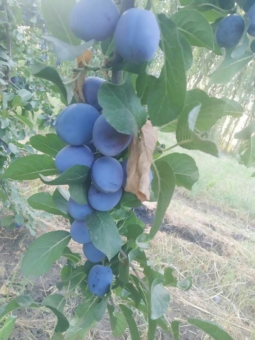 СЛИВА КОРОЛИ ОЛХУРИ Кучатлари бор сортига кафолат берамиз