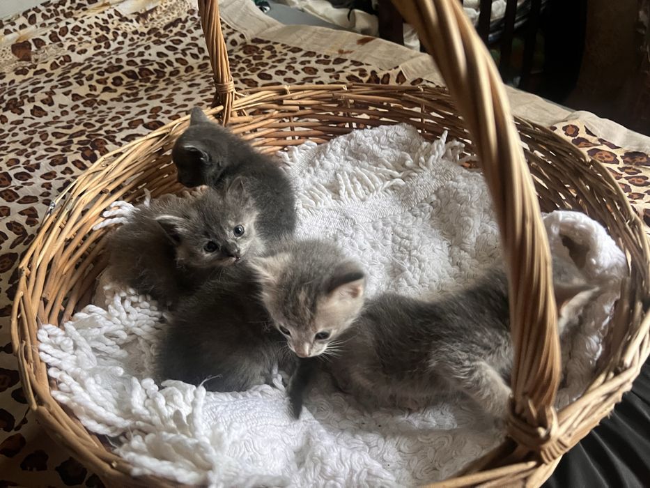 Котята чистые,отдам даром
