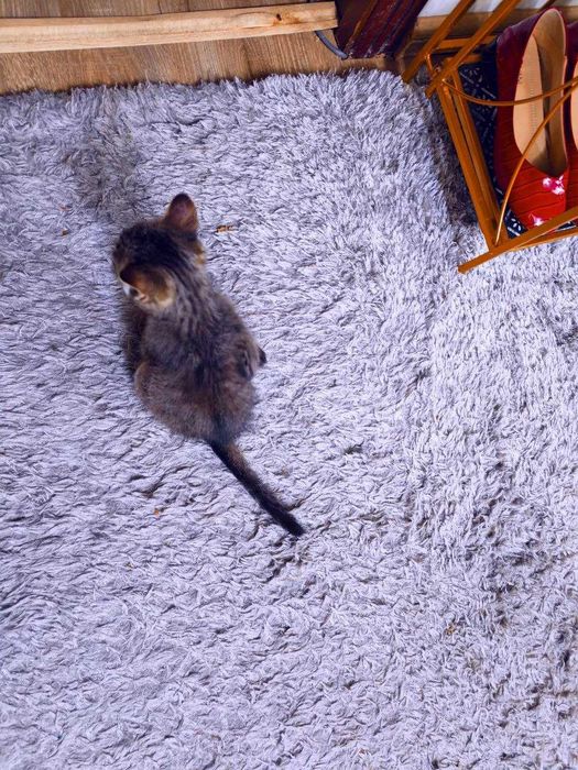 Котенок мальчик, славный, любит целовать
