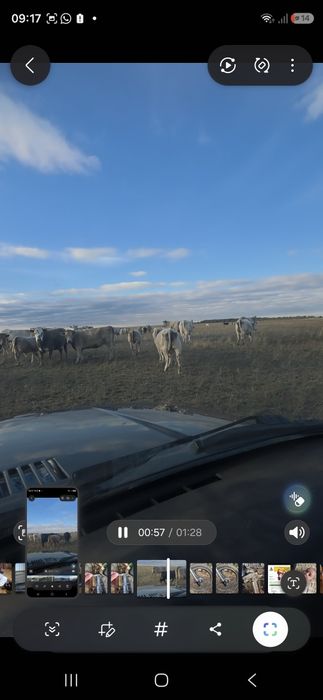 Продам бычков, подсосных