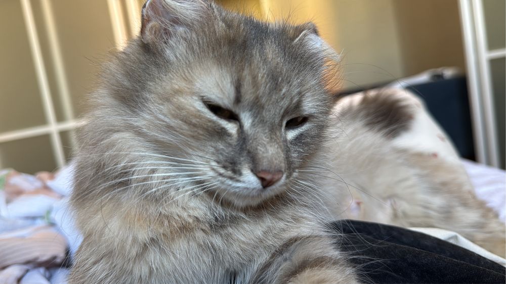 Отдам кошку и котенка