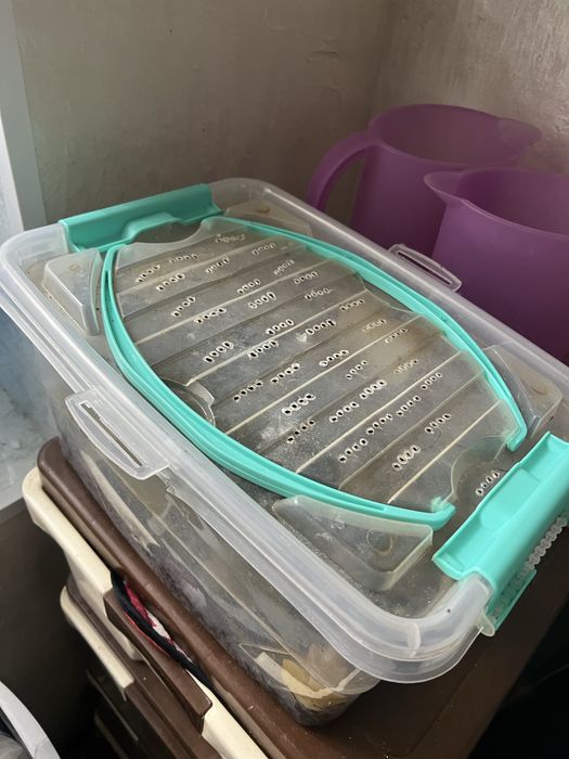 Улитки Ахатины бесплатно