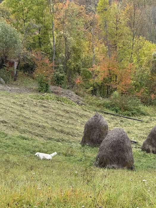 Teren de vanzare pitoresc in Secaria