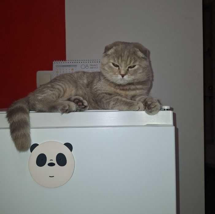 Вислоухая шотландка