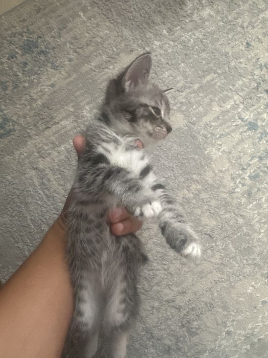 Котёнок Котёнок Котёнок