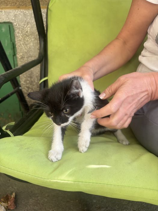 Donez 2 pui de pisica, mascul si femela