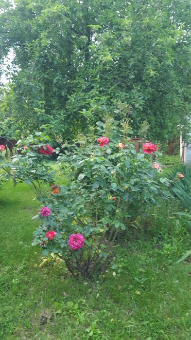 Casa de vanzare in Dorbeta Turnu Severin,langa Dunare