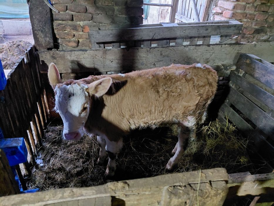 2 vaci fătate cu viței caută locație nouă
