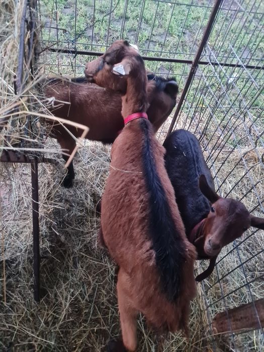 Vand iada alpina franceze