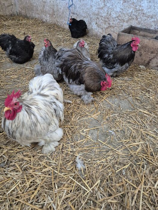 Disponibile perechi și oua cochinchina pitic