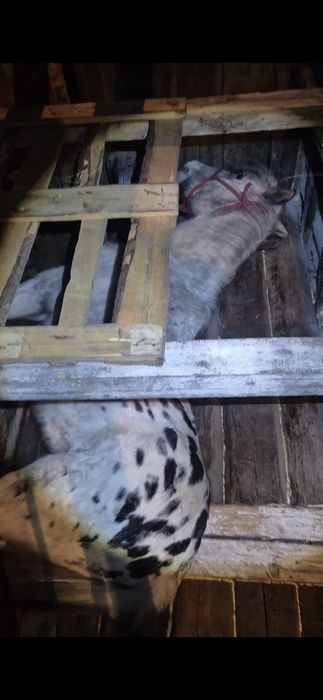 Кунан сатылады..