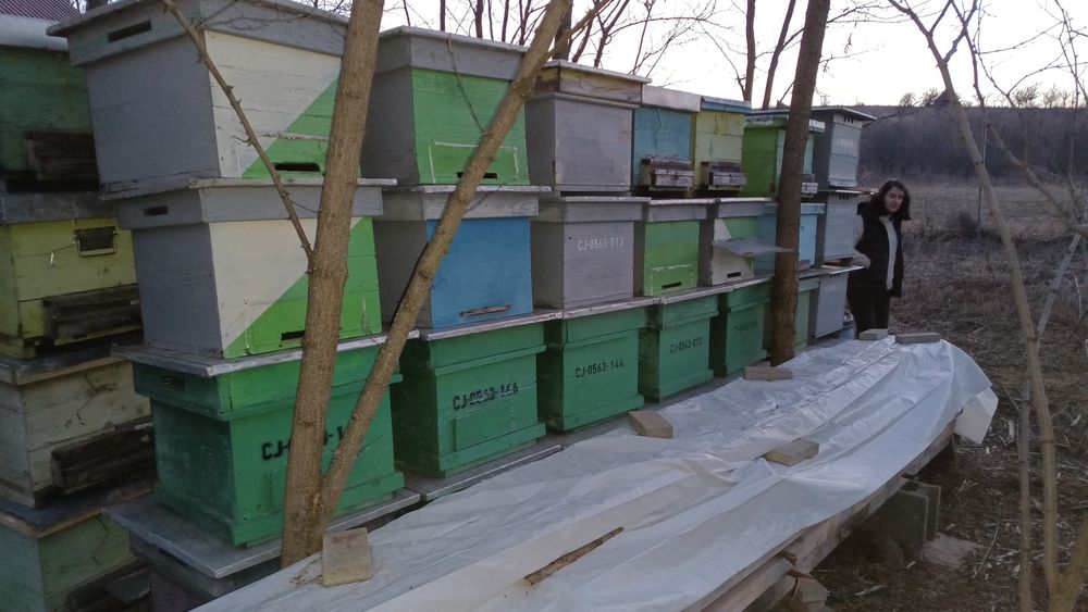 Lăzi albine, stupi, 10 rame