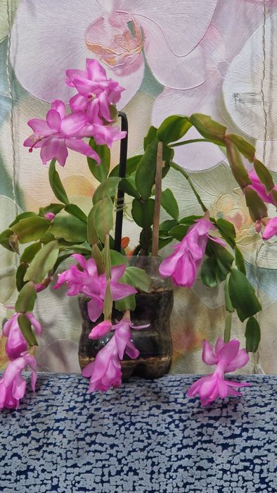 Декабристы.фиалки 500-800т.