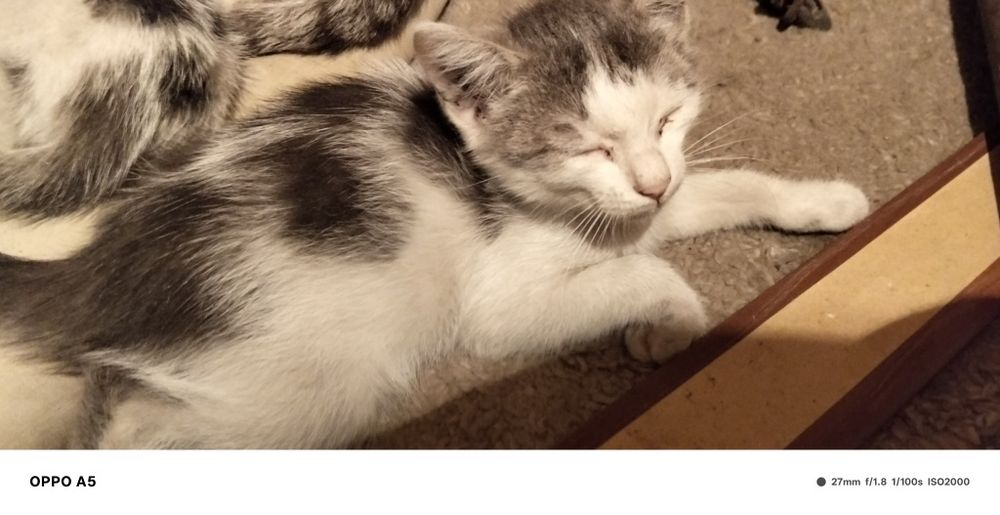 Отдам котят даром