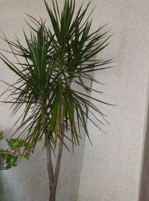 Драцена и мъката на художника