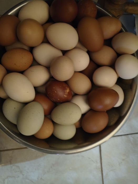 Vând ouă de țară proaspete!
