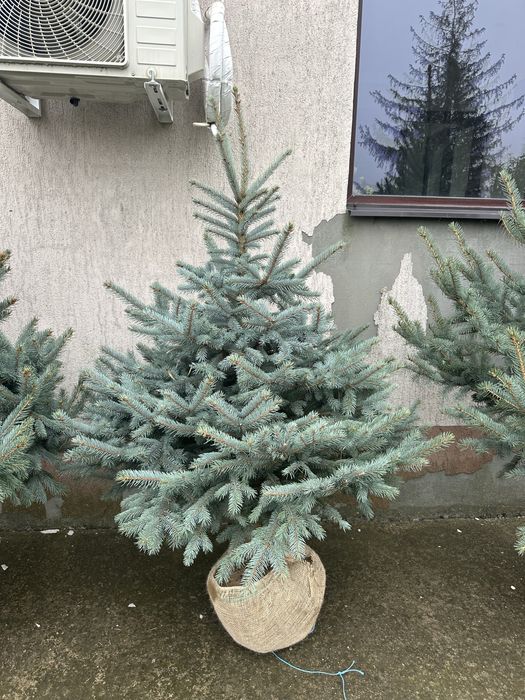 Leylandii chiparos Brazii Mesteacan
