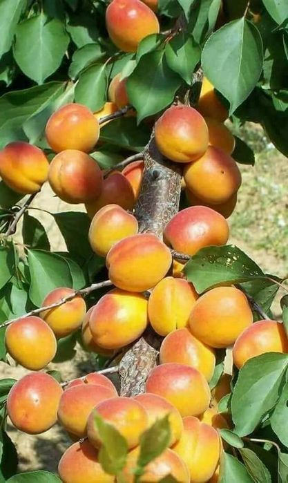 Pomi Fructiferi Columnari (CAIS )