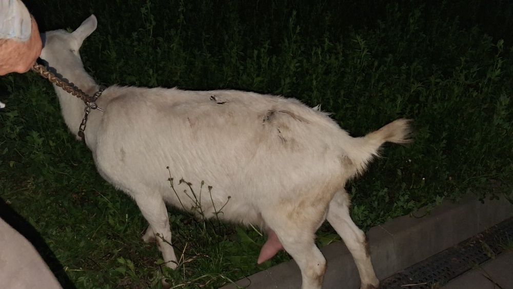 O capra, 1 iada, 1 ied de vanzare