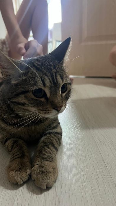 Отдам даром кошку беременяшку