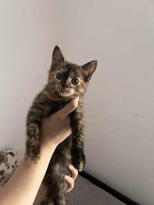 Котенок в добрые руки