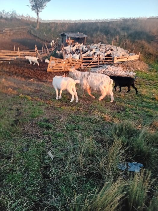 Tap Metis Sannen in vârstă de 5 ani